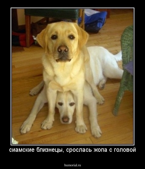 сиамские близнецы, срослась жопа с головой