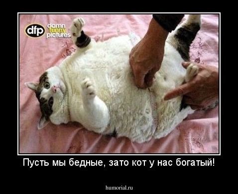 Пусть мы бедные, зато кот у нас богатый!