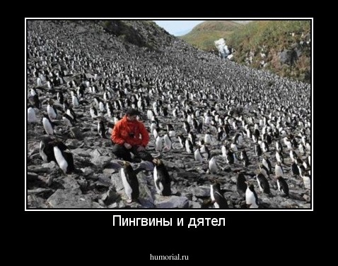 Пингвины и дятел