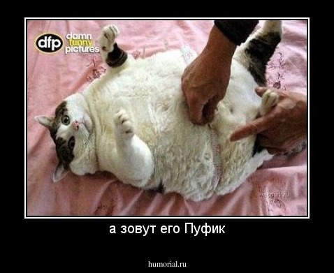 а зовут его Пуфик