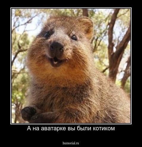 А на аватарке вы были котиком