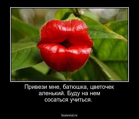Привези мне, батюшка, цветочек аленький. Буду на нем сосаться учиться.