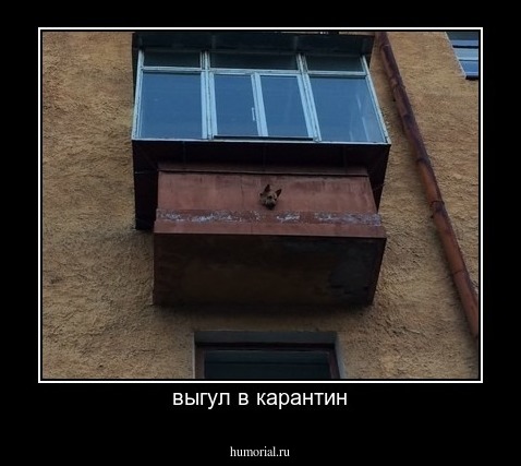 выгул в карантин