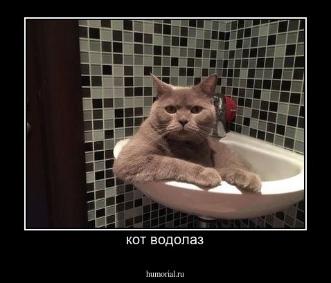 кот водолаз