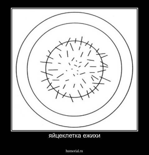 яйцеклетка ежихи
