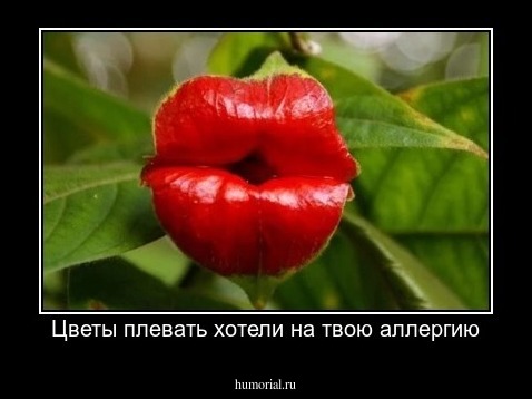 Цветы плевать хотели на твою аллергию