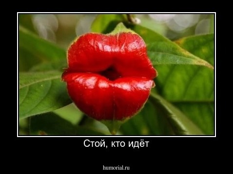 Стой, кто идёт