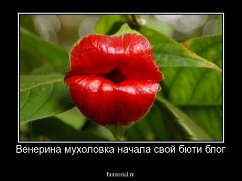 Венерина мухоловка начала свой бюти блог