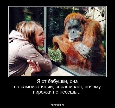 Я от бабушки, она на самоизоляции, спрашивает, почему пирожки не несешь...