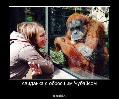 свиданка с обросшим Чубайсом