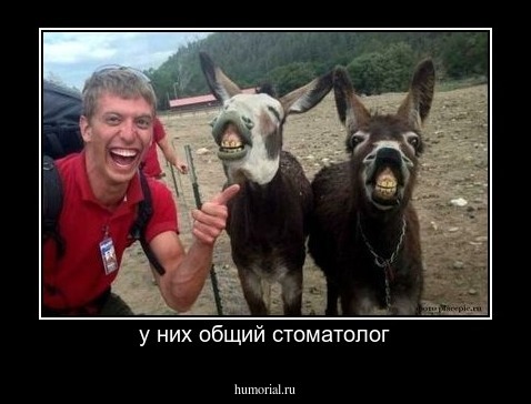 у них общий стоматолог