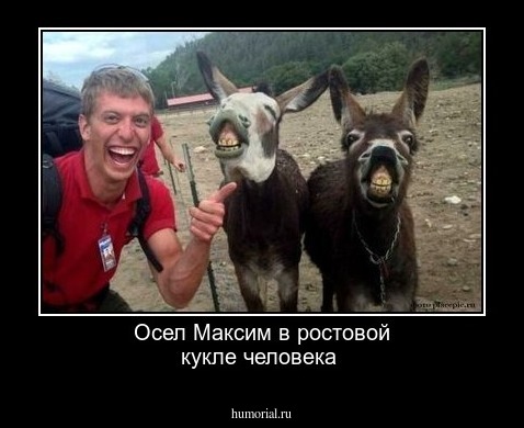 Осел Максим в ростовой кукле человека

