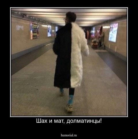 Шах и мат, долматинцы!