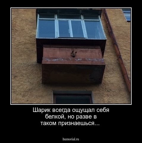 Шарик всегда ощущал себя белкой, но разве в таком признаешься...
