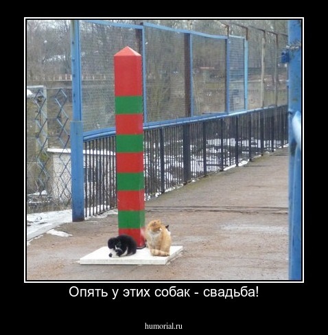 Опять у этих собак - свадьба!