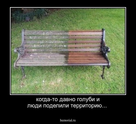 когда-то давно голуби и люди поделили территорию...