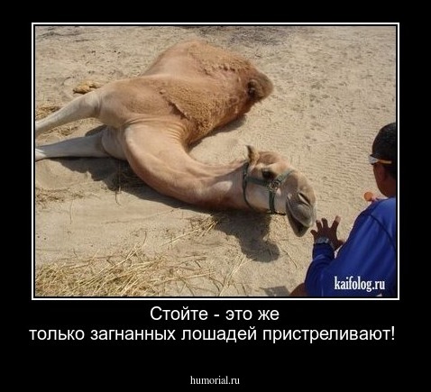 Стойте - это же только загнанных лошадей пристреливают!