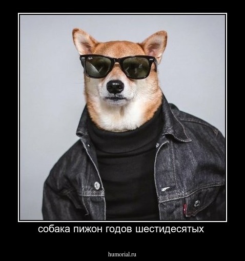 собака пижон годов шестидесятых 