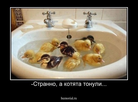 -Странно, а котята тонули...