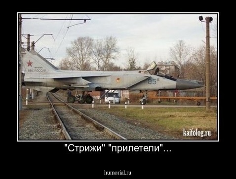"Стрижи" "прилетели"...