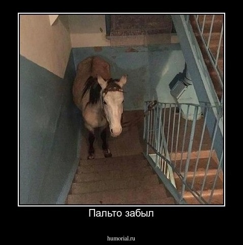 Пальто забыл
