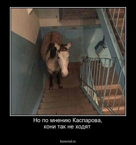Но по мнению Каспарова, кони так не ходят 