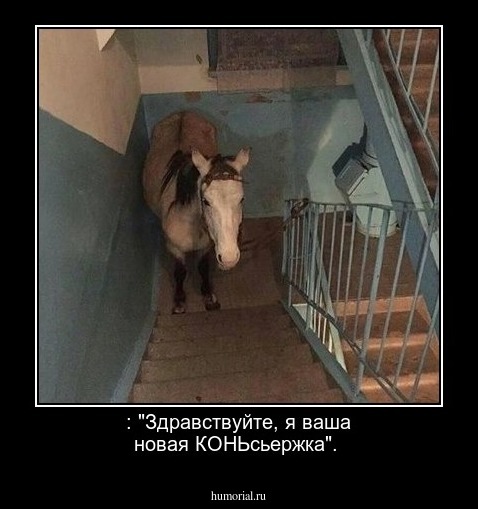 : "Здравствуйте, я ваша новая КОНЬсьержка".