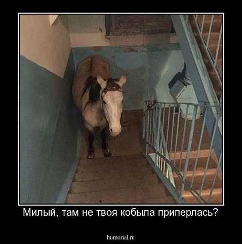 Милый, там не твоя кобыла приперлась?