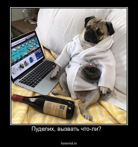 Пуделих, вызвать что-ли?   