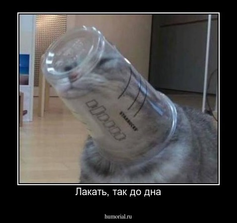 Лакать, так до дна
