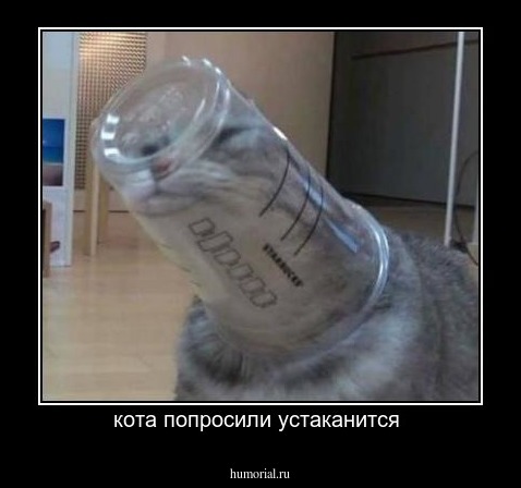 кота попросили устаканится 