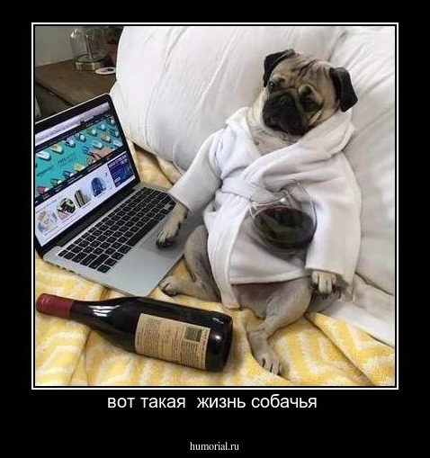 вот такая  жизнь собачья 