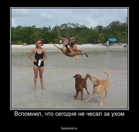 Вспомнил, что сегодня не чесал за ухом