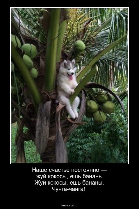 Наше счастье постоянно — жуй кокосы, ешь бананы
Жуй кокосы, ешь бананы, Чунга-чанга!