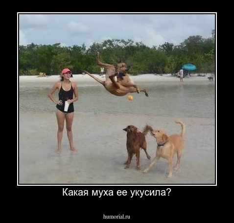 Какая муха ее укусила?