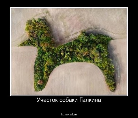 Участок собаки Галкина