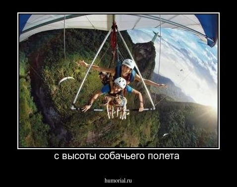 с высоты собачьего полета 