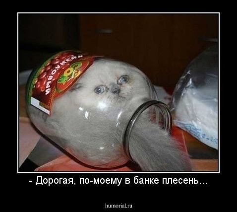 - Дорогая, по-моему в банке плесень...