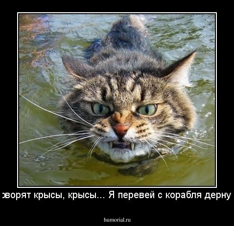 Говорят крысы, крысы... Я перевей с корабля дернул!