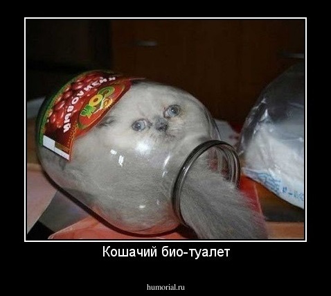 Кошачий био-туалет