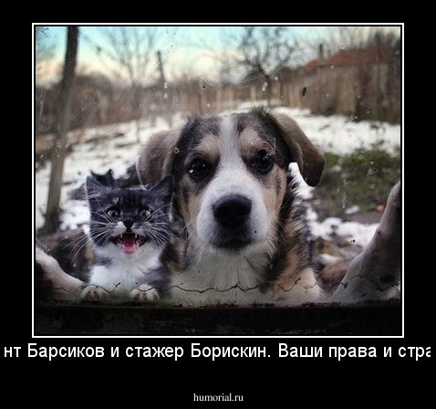 Сержант Барсиков и стажер Борискин. Ваши права и страховка!