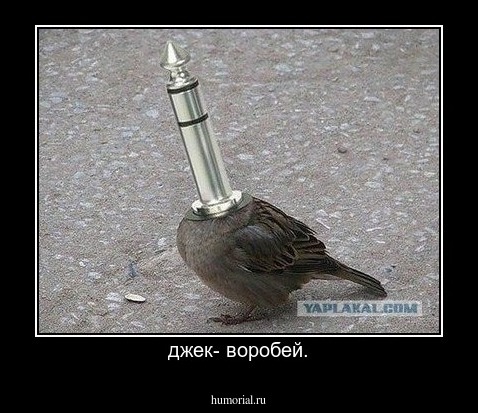 джек- воробей.