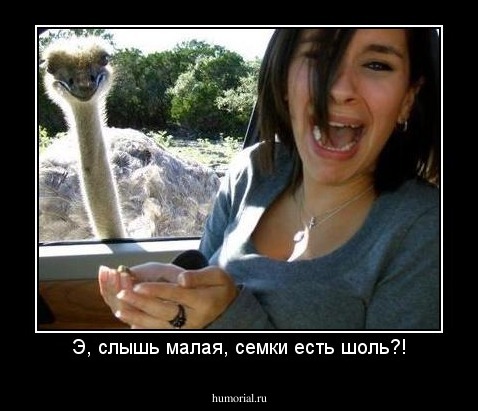Э, слышь малая, семки есть шоль?!