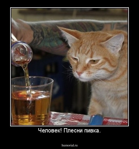 Человек! Плесни пивка.