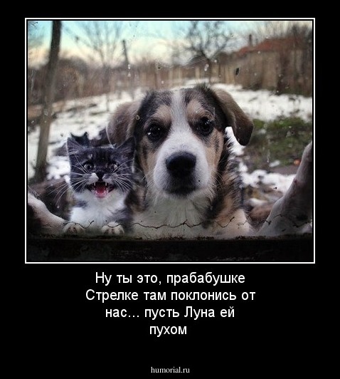 Ну ты это, прабабушке Стрелке там поклонись от нас...  пусть Луна ей пухом   
