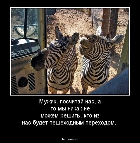 Мужик, посчитай нас, а то мы никак не можем решить, кто из нас будет пешеходным переходом.