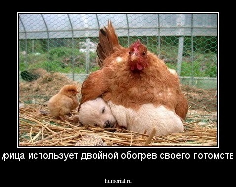 Курица использует двойной обогрев своего потомства.