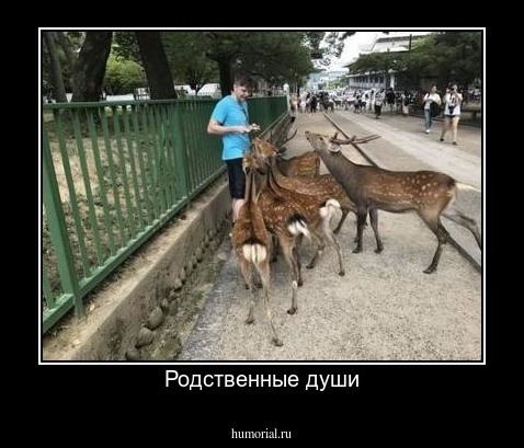 Родственные души
