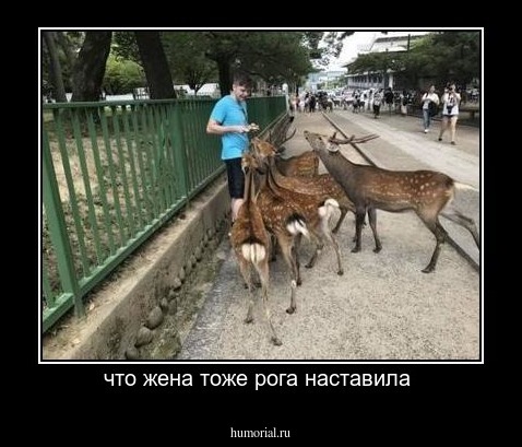 что жена тоже рога наставила 
