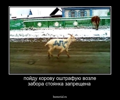пойду корову оштрафую возле забора стоянка запрещена 